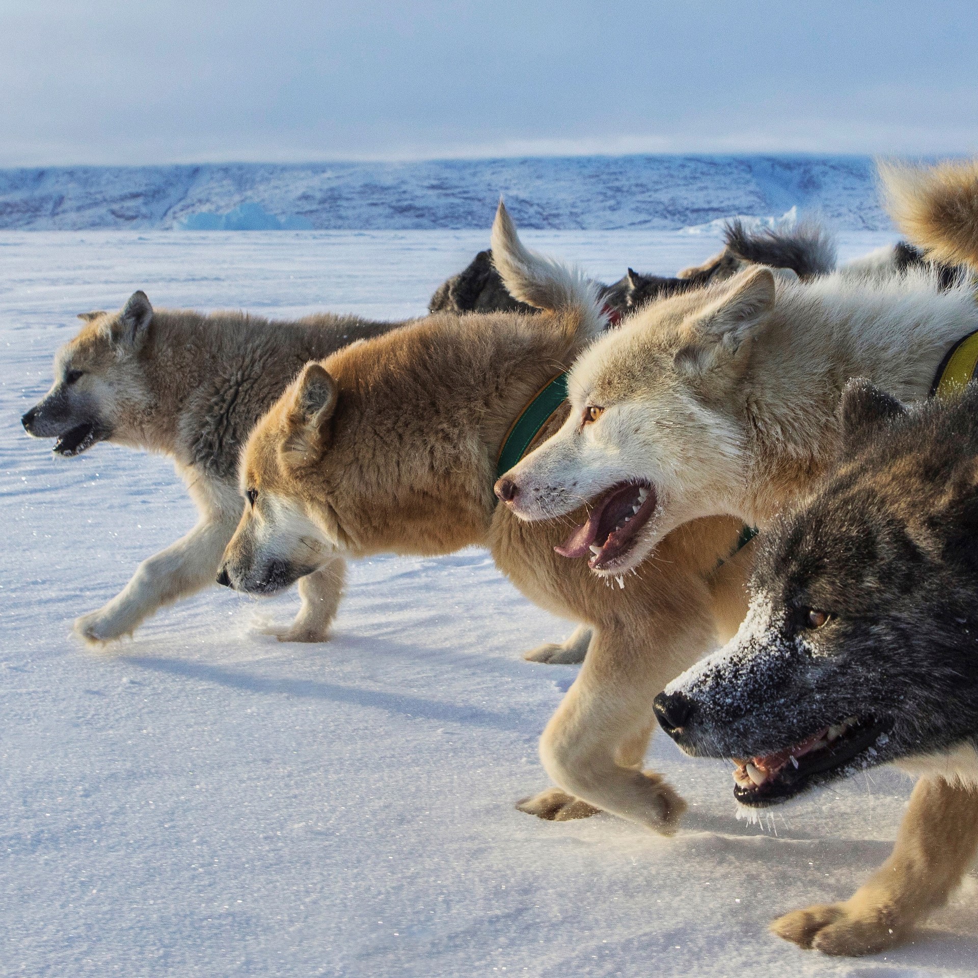 tidligste Velkendt Eddike Bestanden af grønlandske slædehunde er halveret - Naturama